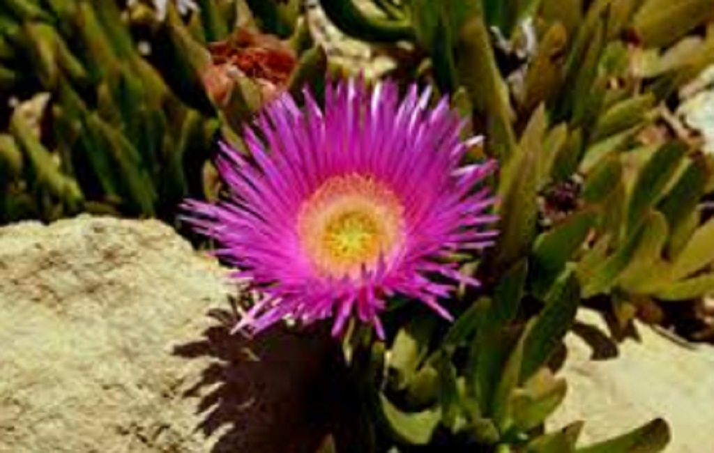 DÉCOUVERTE ET DÉGUSTATIONS DES ESPÈCES INVASIVES