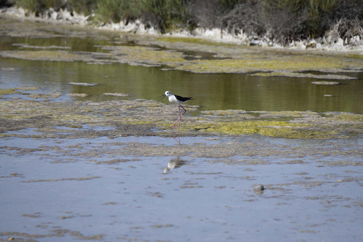 LE MAS AU BORD DE L'ÉTANG