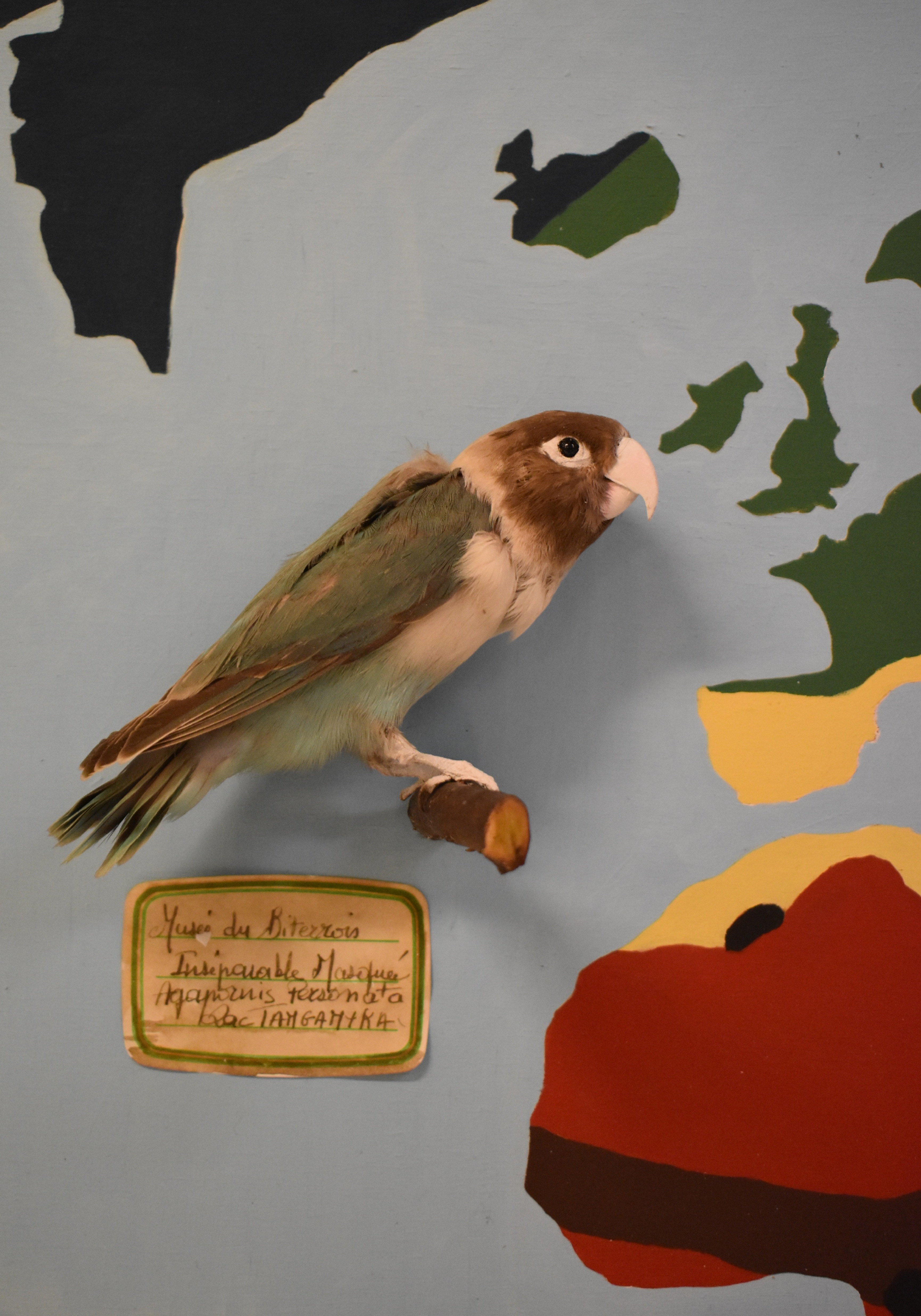 Visite commentée du Muséum d'Histoire Naturelle