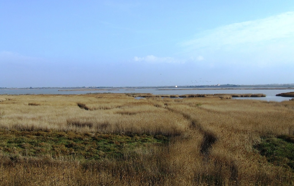 Roseaux et des ailes