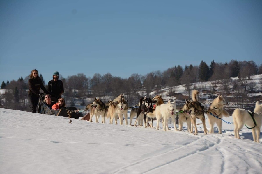 A pas de loups - Shiva Mushing